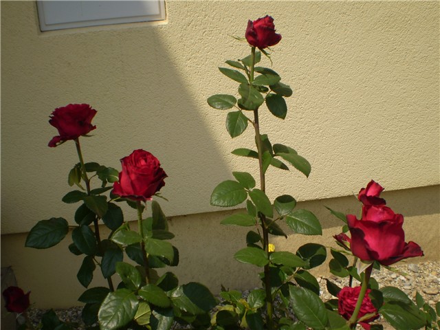 ružica